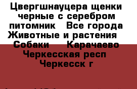 Цвергшнауцера щенки черные с серебром питомник - Все города Животные и растения » Собаки   . Карачаево-Черкесская респ.,Черкесск г.